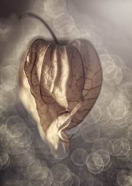Dried flowers,macro garden