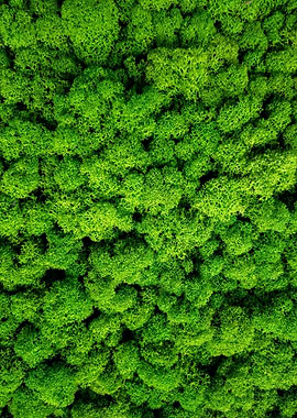 Green Grass Moss Nature