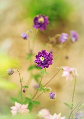 Purple macro flower,garden