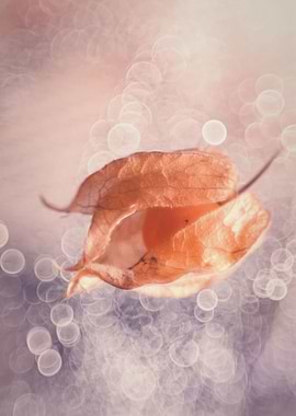 Orange flower,macro garden