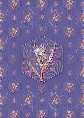 Tulipa Oculus Colis Flower