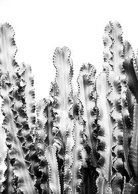 Cacti Dream 5