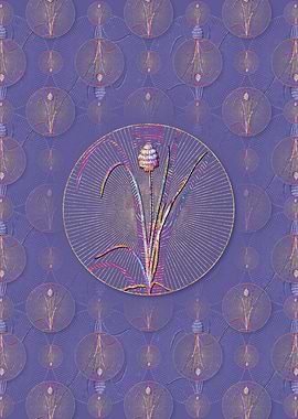 Veltheimia Abyssinica