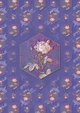 White Provence Rose Flower