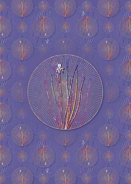 Siberian Iris Pattern