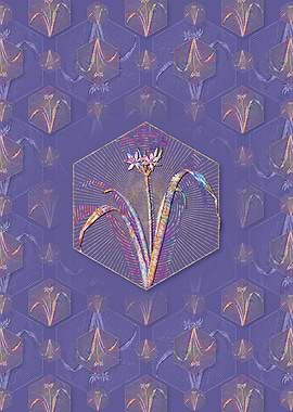 Small Flowered Pancratium