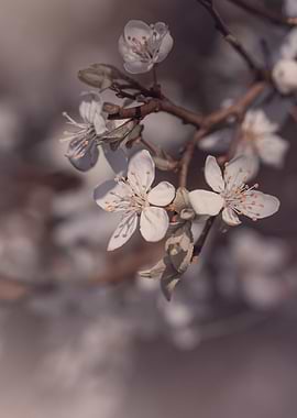 Cherry blossom, macro