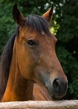 Horse Animal Portrait