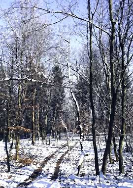 White winter forest