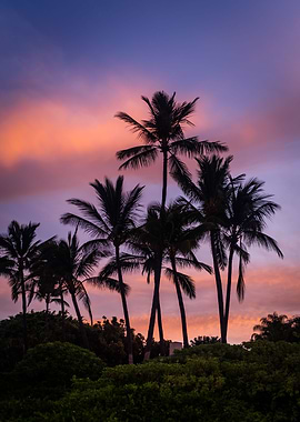 Sunrise Palms
