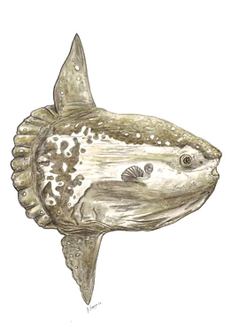 Ocean sunfish Mola mola