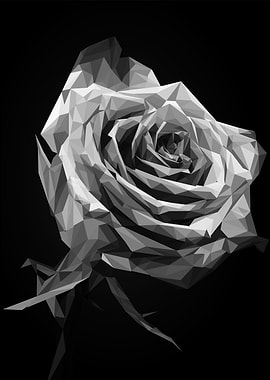 rose flower