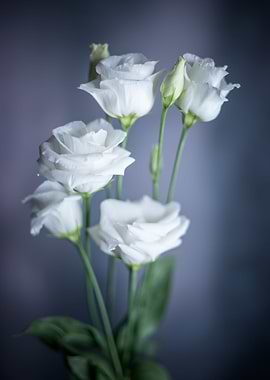 White flowers bouquet