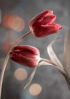 Red tulips, garden, macro