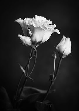 Black and White flowers