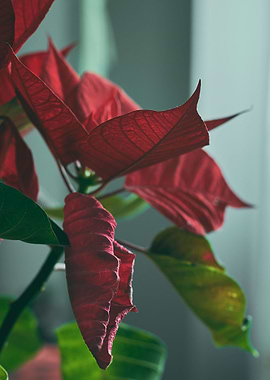 Close up of a Poinsettia