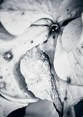 Macro of withered hydrange