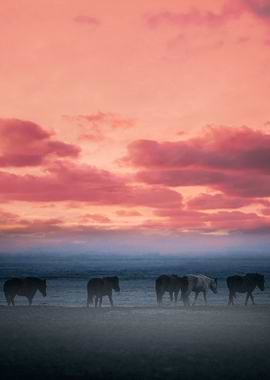 Sunset horses