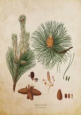 Vintage Red Pine Tree