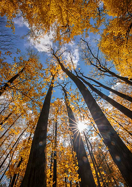 Autumn forest, sunlight