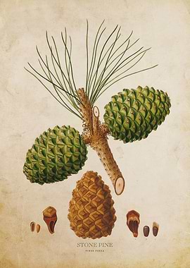 Vintage Stone Pine Tree