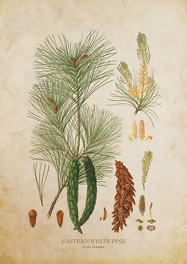 Vintage Eastern White Pine
