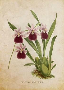 Vintage Orchid Flower