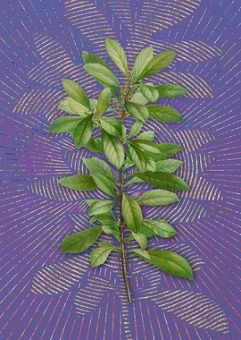 Firetree Branch Plant