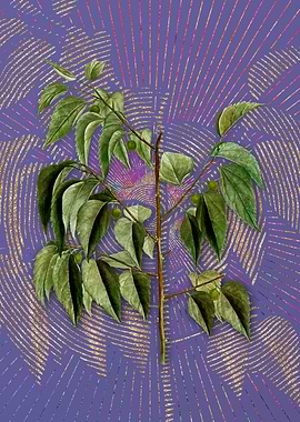 Common Hackberry Flora