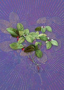 American Wintergreen Plant