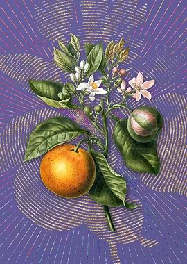 Bitter Orange 2 Violet