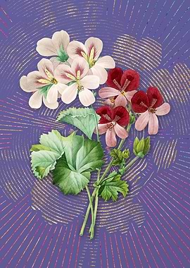 Cranes Bill Geranium