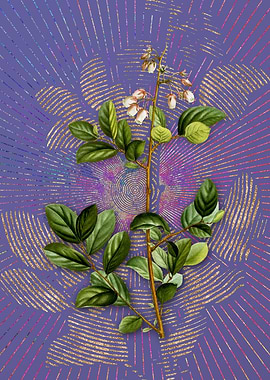 Andromeda Mariana Branch