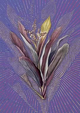 Purple Cordyline Fruticosa