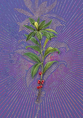 February Daphne Flowers