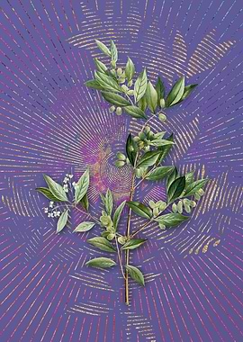 Fontanesia Phillyreoides