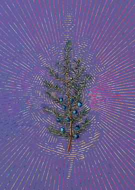 Common Juniper 1 Flora