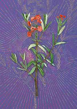 Bog Laurel Bloom Flora