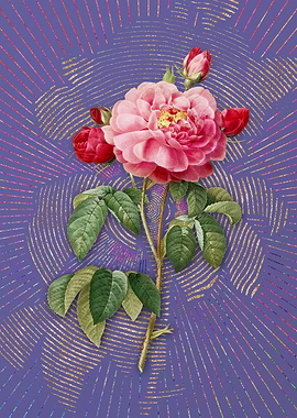 Duchess of Orleans Rose