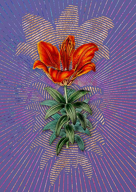 Blood Red Lily Flower