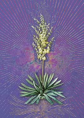 Adams Needle on Veri Peri