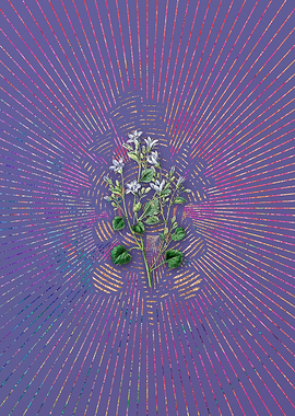 Dalmatian Wall Campanula