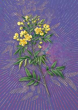 Argentine Senna Violet