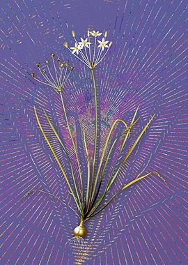 Allium Straitum Violet