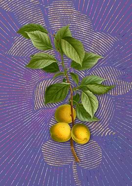 Brianon Apricot Flora