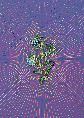 Blue Narrow Leaved Sollya