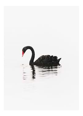 Black Swan