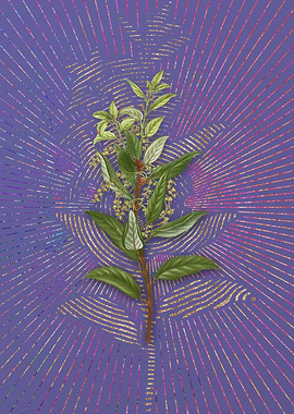 Evergreen Oak 1 Violet