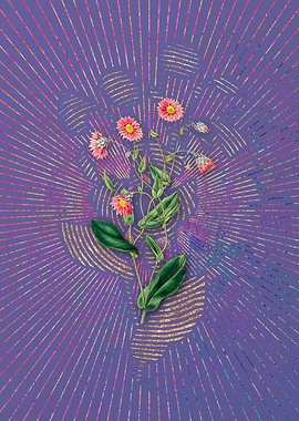 Captain Mangles Rhodanthe