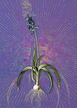 Common Bluebell Violet